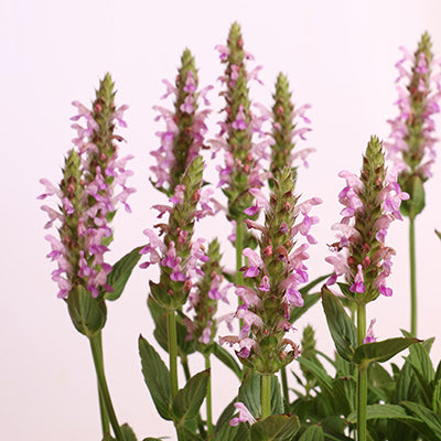 Pink Cat Catmint