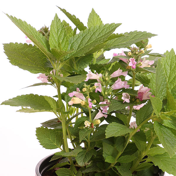 Pink Dreams Catmint