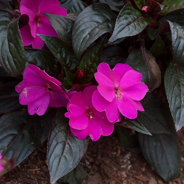 Harmony Violet