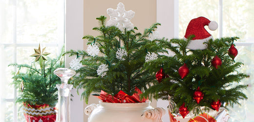Norfolk Island Pine