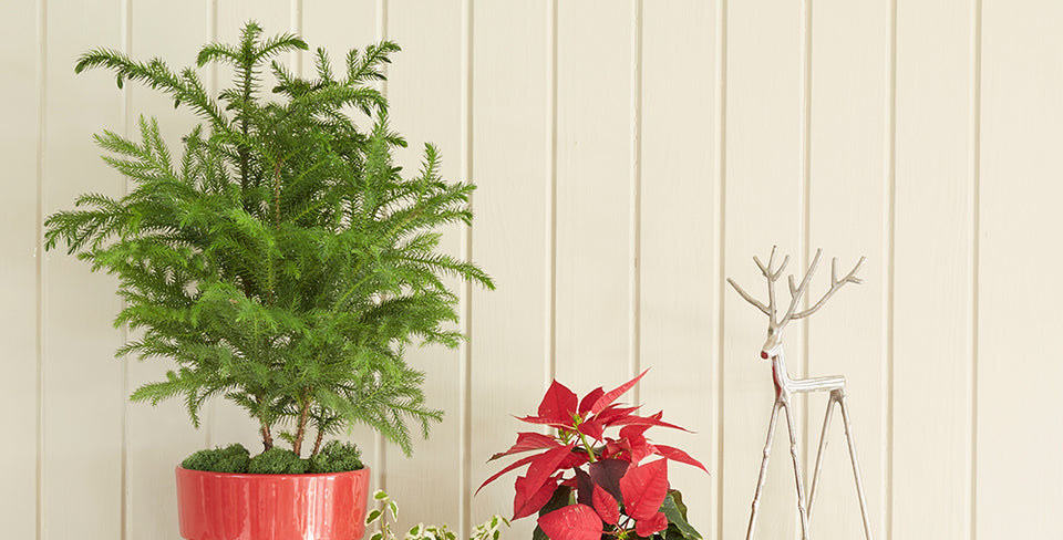 Prepare for Winter with Norfolk Island Pine