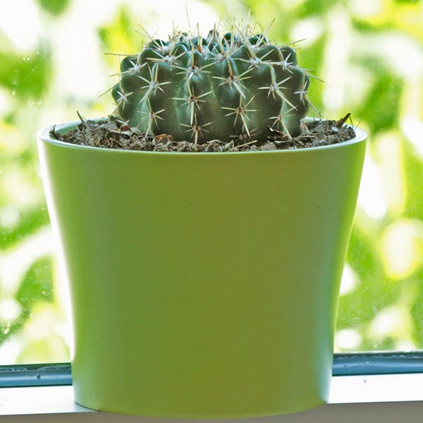 Lemon Ball Cactus