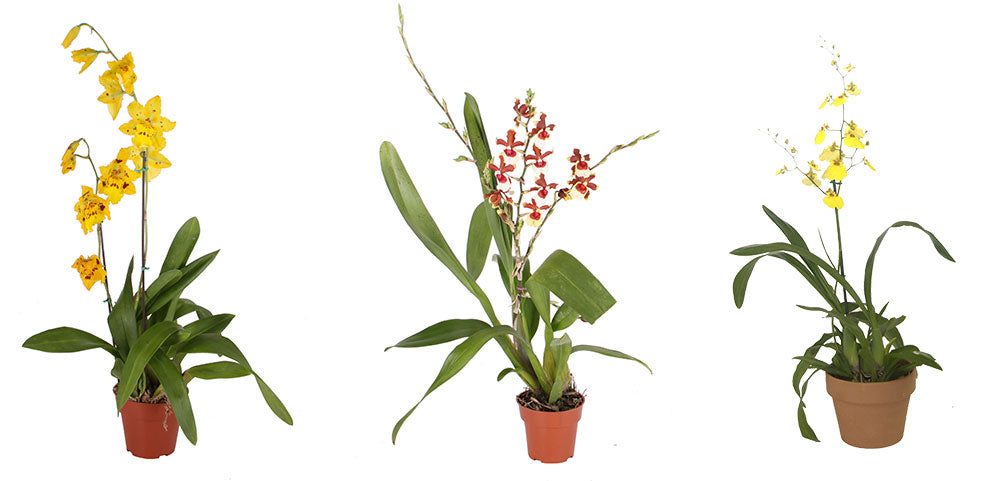 Oncidium discount