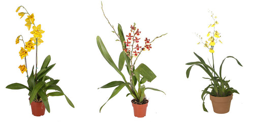 Orchid, Oncidium