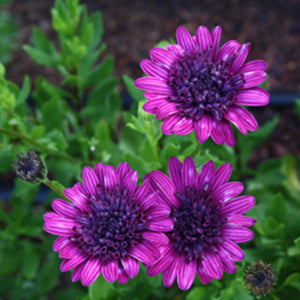 3D Purple Osteospermum