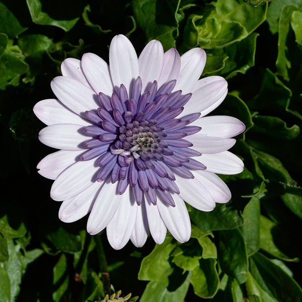 4D Violet Ice Osteospermum