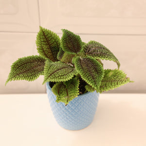 A Shopper's Guide to Pilea