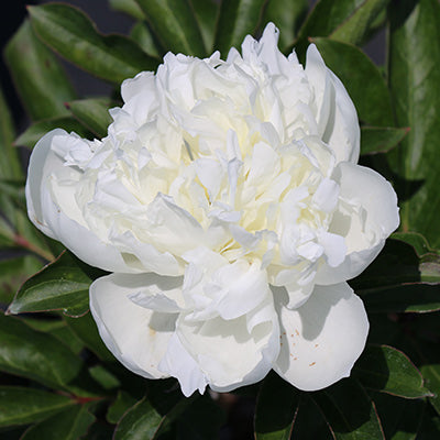 Duchesse de Nemours Peony