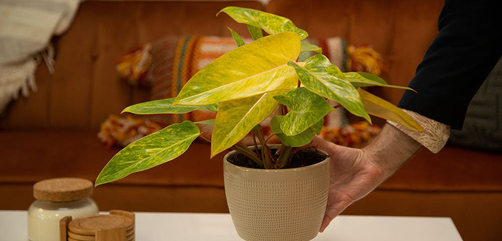 Painted Lady Philodendron Care Tips