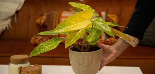 A person holds a variegated yellow and green Painted Lady Philodendron in a textured white pot, with a warm-toned, cozy room interior in the background.