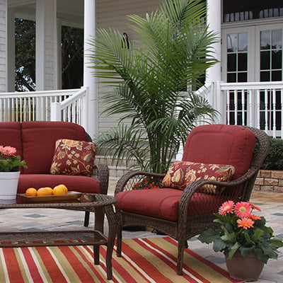 Aprende a Cuidar Tus Palmeras Dentro y Fuera de la Casa