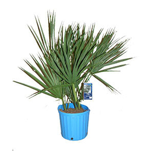 Dwarf Palmetto
