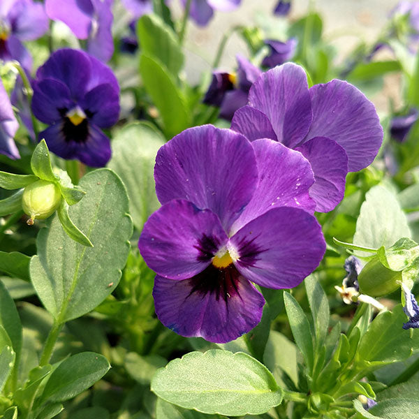 Matrix Denim Pansy