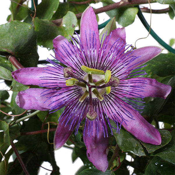 Lavender Lady Passionflower