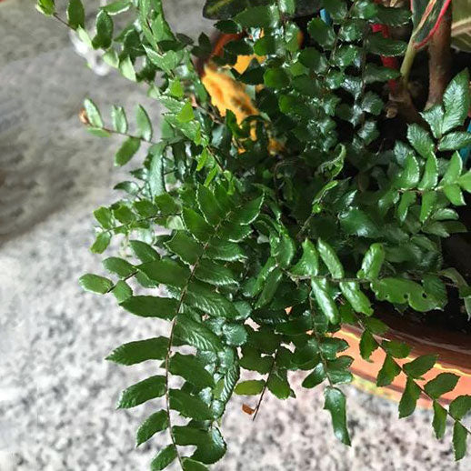 Glowstar Fern