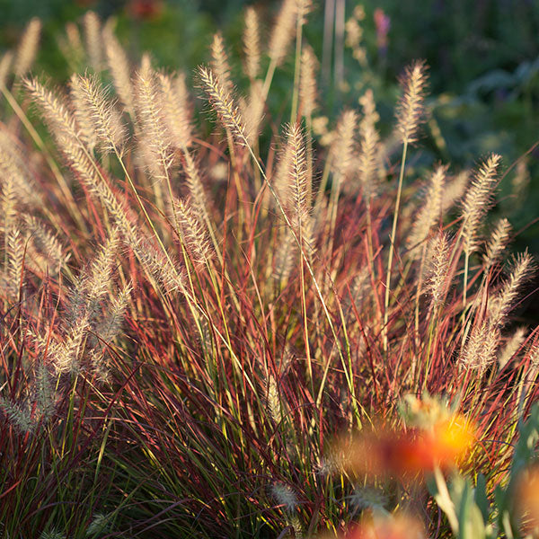 Burgundy Bunny Fountain Grass