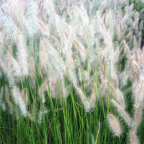 Hameln Fountain Grass