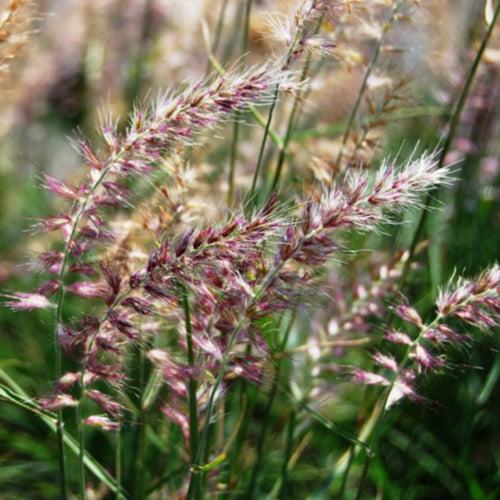 Karley Rose Fountain Grass