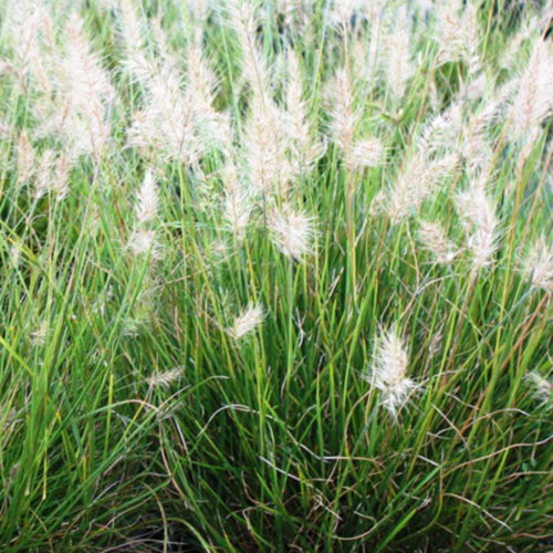 Little Bunny Fountain Grass