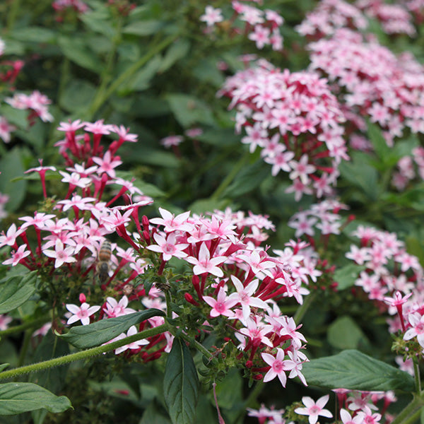 Falling Star Pink Bicolor