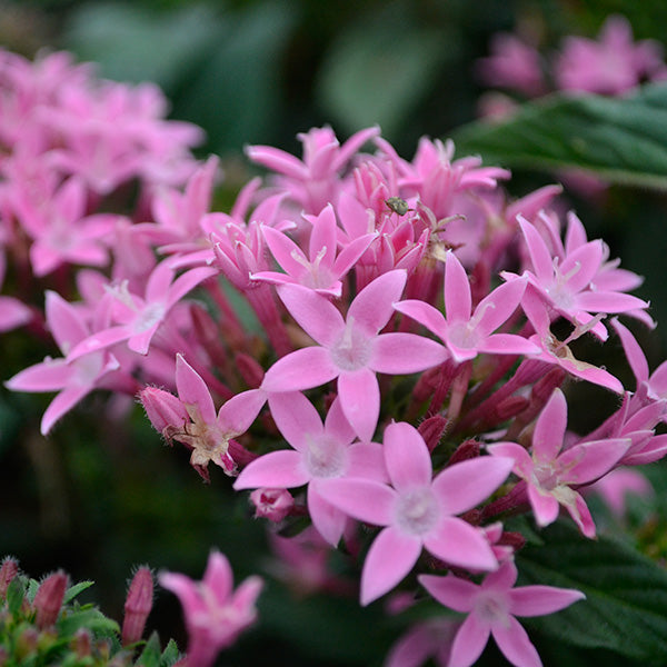 Honey Cluster Pink
