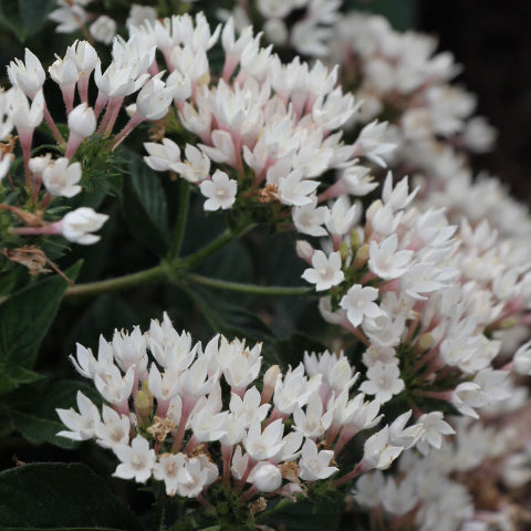Starcluster White