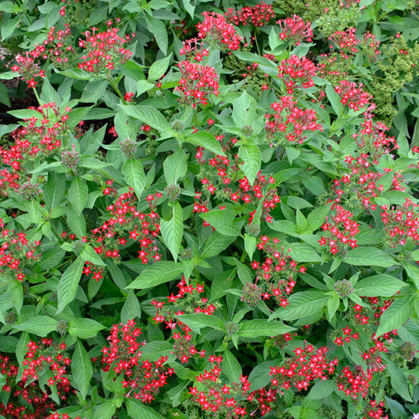 Starla Red