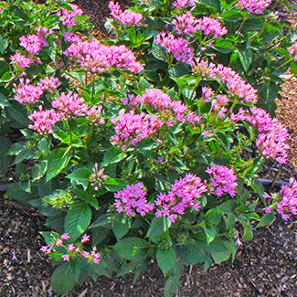 Starcluster Lavender
