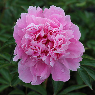 Dr. Alexander Fleming Peony
