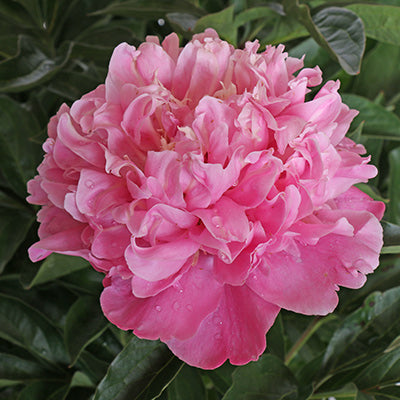 Annemieke Peony