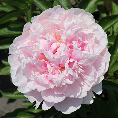 Sarah Bernhardt Peony
