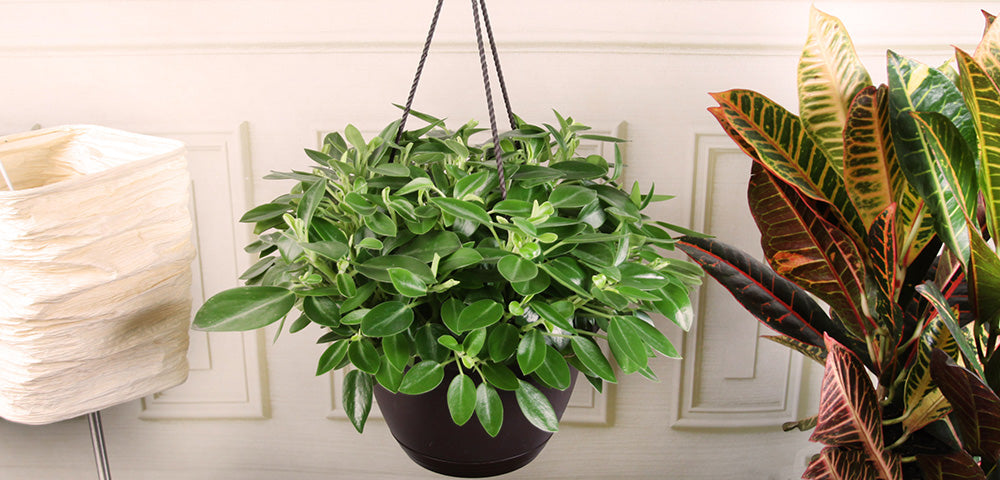Variegated Peperomia Plant – Living Art USA