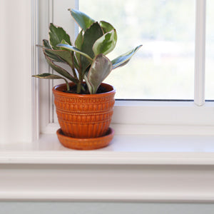 A Shopper's Guide to Peperomia