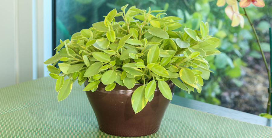 Cute and Easy Peperomia