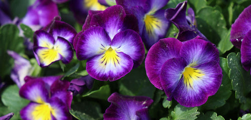 Viola, Perennial