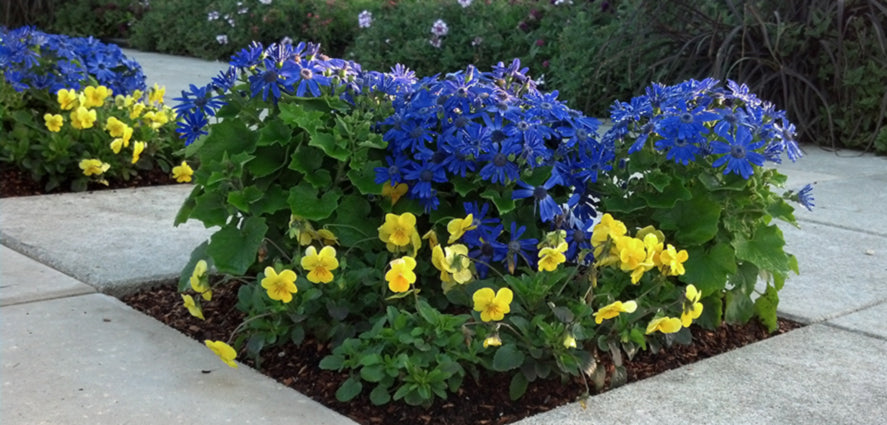 Pericallis  Costa Farms