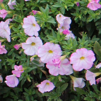 SuperCal Blushing Pink