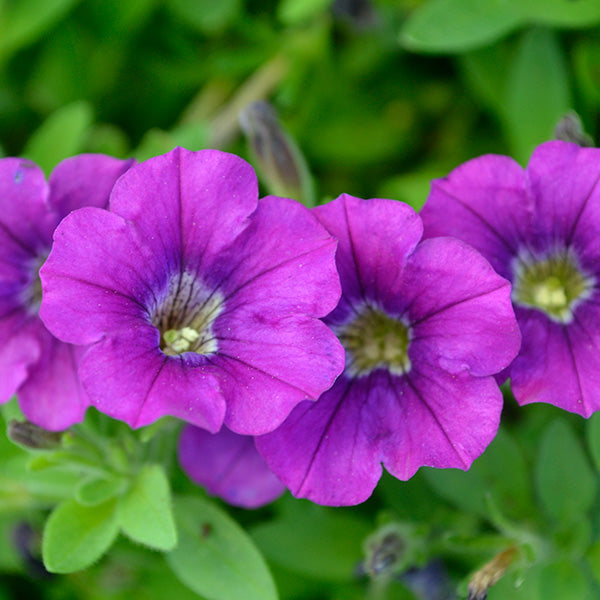 Littletunia Indigo