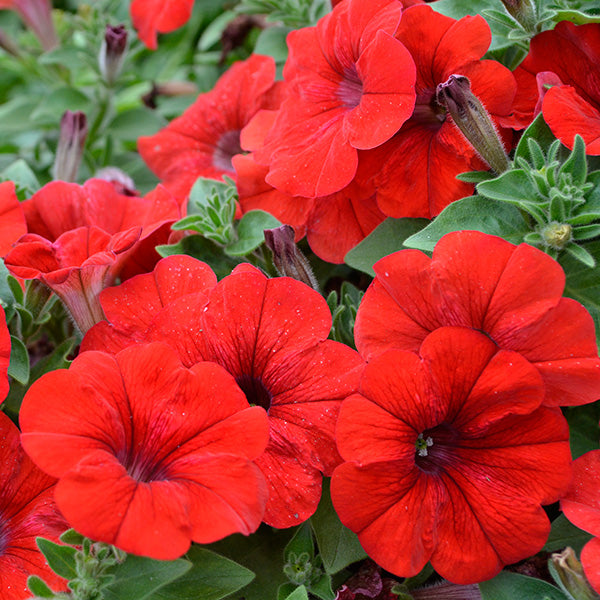 Littletunia Red Fire