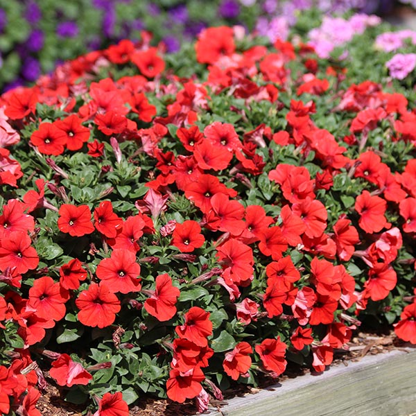 Potunia Hot Orange