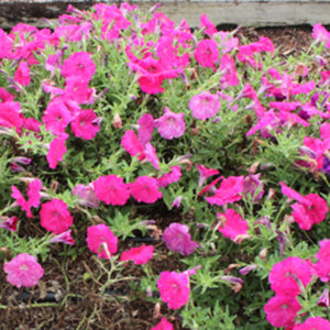 Success Pink