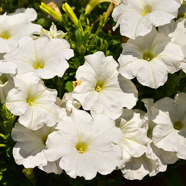 Success  White