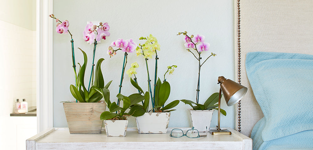 where can i buy money tree plant Money Tree main image 0