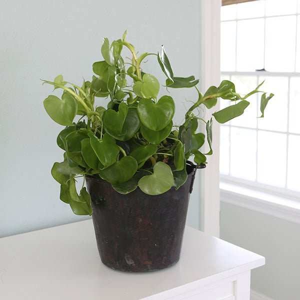 philodendron soil mix Philodendron + Monstera Soil Mix main image 0