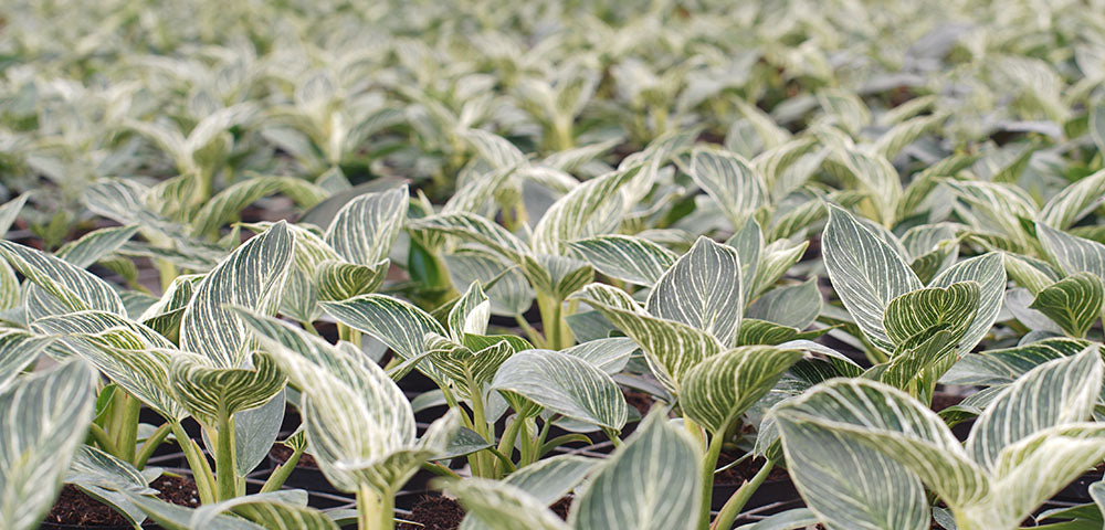 was ist ein philodendron Hydro hängender Philodendron – Green Me Up main image 1