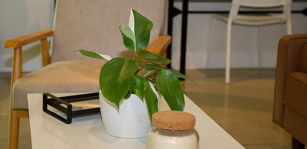 philodendron nanegalense Philodendron Colon 2