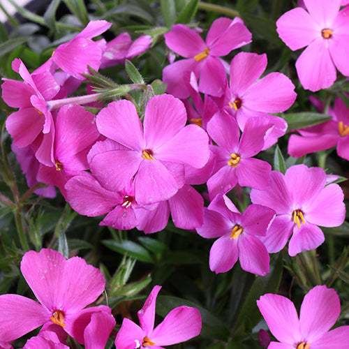 Britney Creeping Phlox