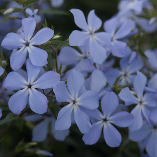 Blue Moon Woodland Phlox