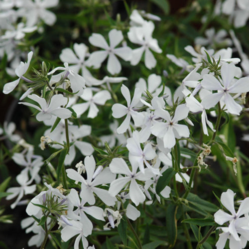 May Breeze Woodland Phlox