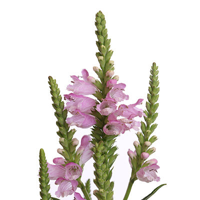 Miss Manners Pink Obedient Plant